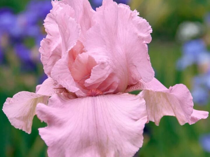 Grow Stunning Pink Bearded Iris: Simple & Effective Guide