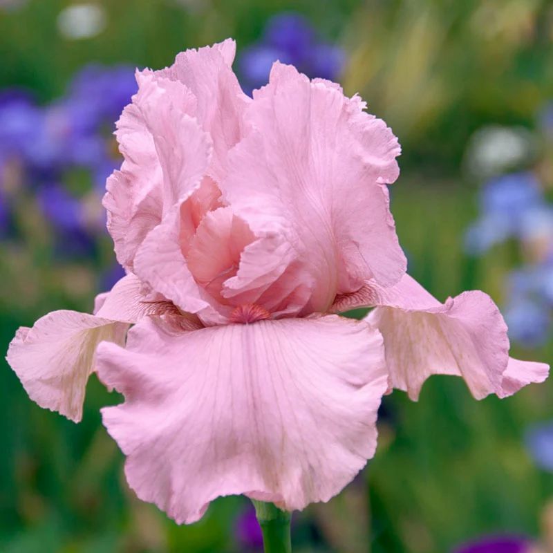 Grow Stunning Pink Bearded Iris: Simple & Effective Guide