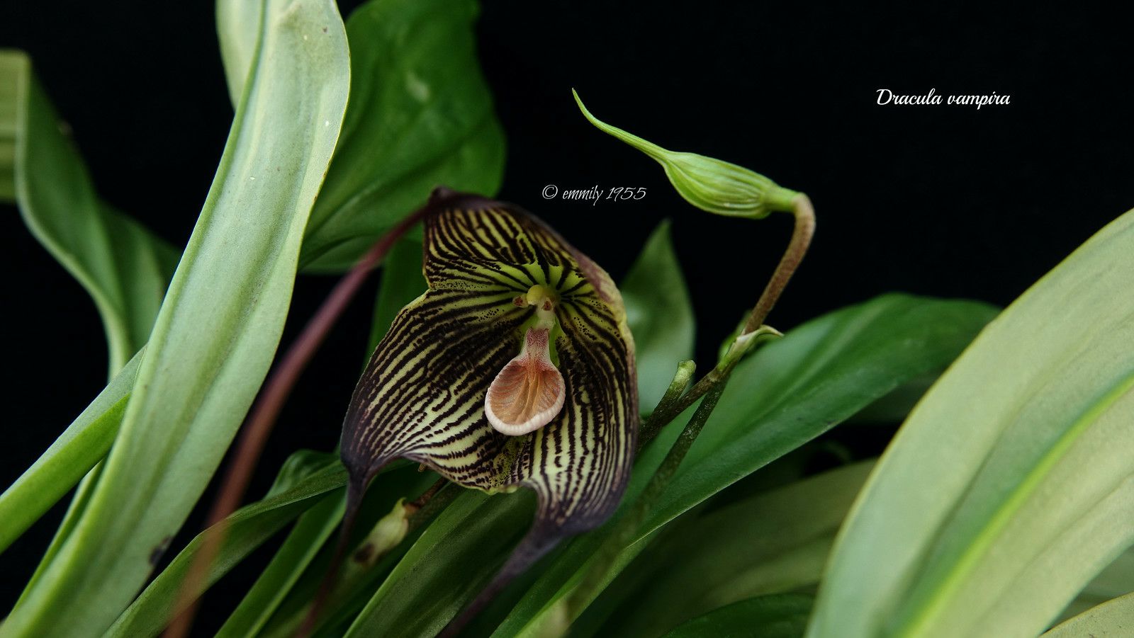 🖤 Dracula Vampira – A Mysterious Masterpiece from the Cloud Forests of South Americ