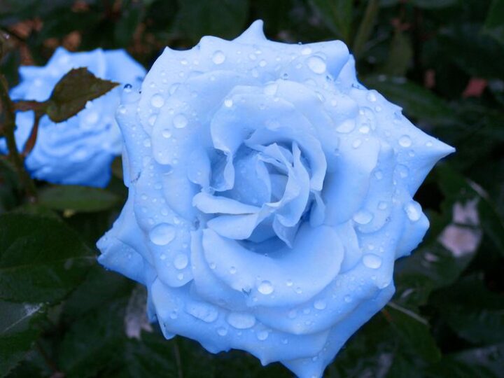 The Enchanting Blue Moon Rose: A Symphony of Elegance