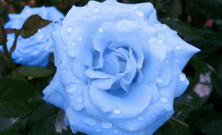 The Enchanting Blue Moon Rose: A Symphony of Elegance