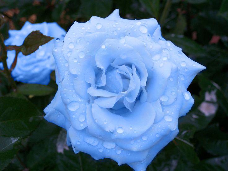 The Enchanting Blue Moon Rose: A Symphony of Elegance